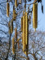 Alnus subcordata